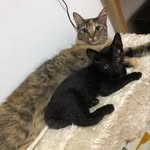 Tommy e Mabel - @tommy_mabelgatos - Instagram