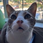 Tommy MacDonald - @tommyloveslucy - Instagram