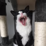 Master Tommy Mackenzie - @theadventuresoftommymackenzie - Instagram