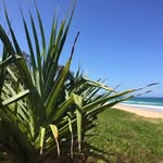 Tommy Major - @pandanus.joy - Instagram