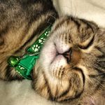 Tommy Meeko Luna Olly - @tommy_meeko_luna_olly - Instagram