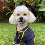 Tommy Meneses || Poodle 🐾 - @tommy.meneses - Instagram