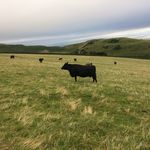 Tommy Morton - @tommymorton7657 - Instagram