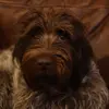 Tommy Obrien - @tommy._.ob - TikTok