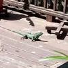 Tommie Pilgrim - @tommie.pilgrim - TikTok