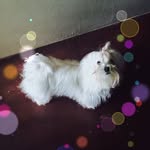 Tommy Richards Hilton 🐶 - @elmaltesito - Instagram
