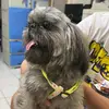 Tommy See - @tommy.see5 - TikTok