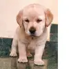 tommysinghthelab - @tommysinghthelabsingh - TikTok