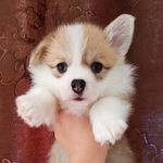 Tommy Suh - @tommy.suh.92 - Instagram