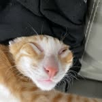 Tommy tèo - @tommyteothecat - Instagram