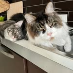 Tommy&Teo - @picciottini_mainecoon - Instagram