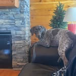Tommy Thomason - @outdoor_guy_and_gsp - Instagram