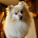 Tommy - @tommy.thomason - Instagram