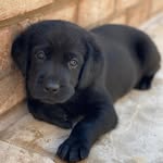 @tommy_upton_dog - Instagram