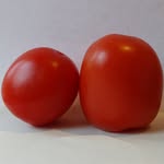 Tommy.Tomato - @still.on.the.vine.tommy - Instagram