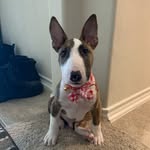 Tommy walter - @tommythebullterrier - Instagram