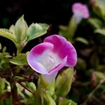 Tomoko Fukushima Hamada - @tomokofukushimahamada - Instagram