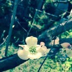 tomoko hamada - @shiruko1 - Instagram