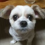 Tomoko Hamada - @toko.frog.kero - Instagram