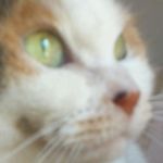 Tomoko Murakami - @murakami4377 - Instagram