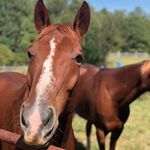 Tonda Lee - @rock_ridgefarm - Instagram