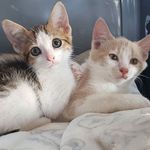 Toni Becker - @wholesomewaffles_nihilistnacho - Instagram
