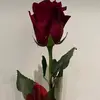 tonibonds3 - @tonibonds3 - TikTok
