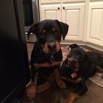Toni Ruccolo Bowman - @air53az - Instagram
