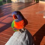 Toni Boyes - Facebook