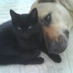 Toni Boyes - @yellowsausagedog - Instagram