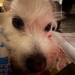 Toni Bright Reel - @tonibologna73 - Instagram