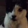 Toni Cesler - @tonicesler - TikTok