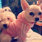 CM Tonico - @tonicomo74 - Instagram