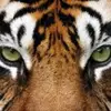 Tigre - @tonicomos - TikTok