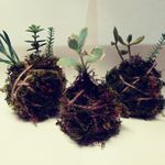 Toni Conrad - @tonis_terrariums_and_gardens - Instagram