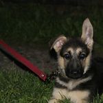 toni emerson - @toniemerson9 - Instagram