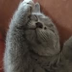 Toni, the house cat / Germany - @toni_the_house_cat - Instagram