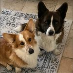Toni O'Gorman - @toniogorman - Instagram
