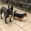 Toni Greene - @toni.greene1 - TikTok