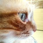 Toni Grillo - @grillo_toni - Instagram