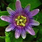 Toni Hatton - @brandonmassageandyogastudio - Instagram