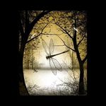 Toni Jacobs - @dragonfly1774 - Instagram