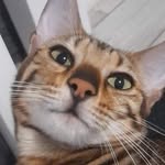 ToniJohn*BengalOwners - @tonijohnbengal - Instagram