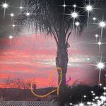 Toni Kellam - @tonikellam - Instagram