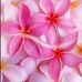 Tonie Kinney - Facebook
