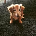 Toni Kline - @tonikline18 - Instagram