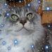 Toni Linton - Facebook