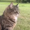 Toni Maxwell - @toni.maxwell0 - TikTok