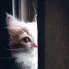 Toni Park - @miaw_miaw98 - TikTok