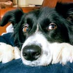 Toni Pearce - @myothercarisabordercollie - Instagram
